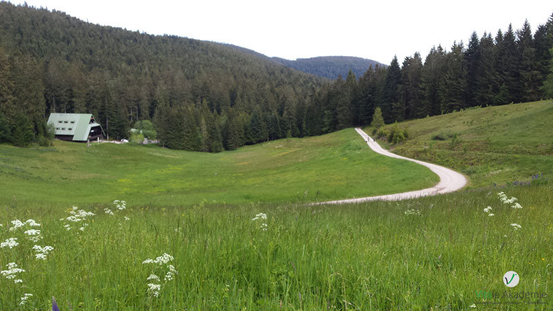 Westweg Etappe 3 Forbach Unterstmatt Lukas Ehmann